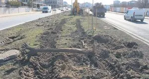 Bir ağaç katliamı da Tekirdağ’da