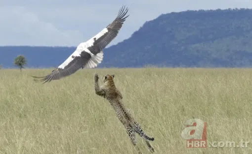 Böylesini daha önce hiç görmediniz 39