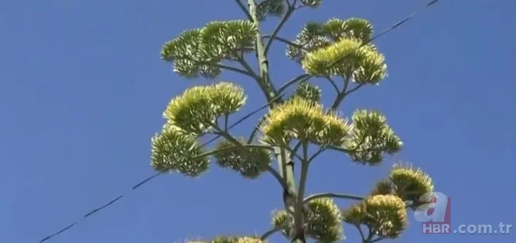 Agave Americana çiçeği Çanakkale Ayvacık'ta bulundu 2