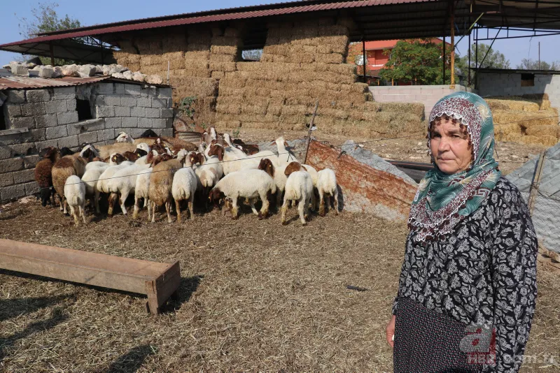 Adana'da koyunları çalınan Ayşe teyzenin gözyaşları dindi 1