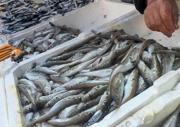 Karadeniz'de istavrit bereketi! Tezgahlar doldu taştı fiyatlar çakıldı