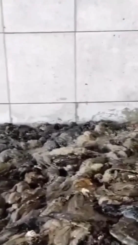 1668874282192.jpg Ankara'daki kurtlanan işkembe skandalında yeni gelişme! Firmadan ilk açıklama geldi! İşte denetim raporu... - 2
