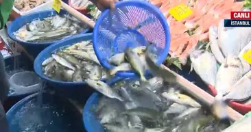 Balık tezgahlarının bereketi arttı! Balık fiyatları nasıl? Hamsi ne kadar? Fiyatlar düşecek mi? Denizlerin canavarı etkisi