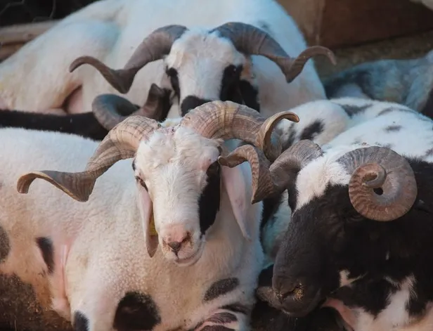Bayram tatili kaç gün, 9 gün mü? 2020 Kurban Bayramı tatili ne zaman, hangi gün başlıyor?