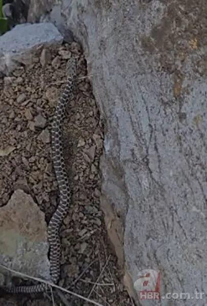 Havalar ısınınca ortaya çıktı! 1 metre uzunluğunda zehirli kocabaş yılanı böyle görüntülendi 1