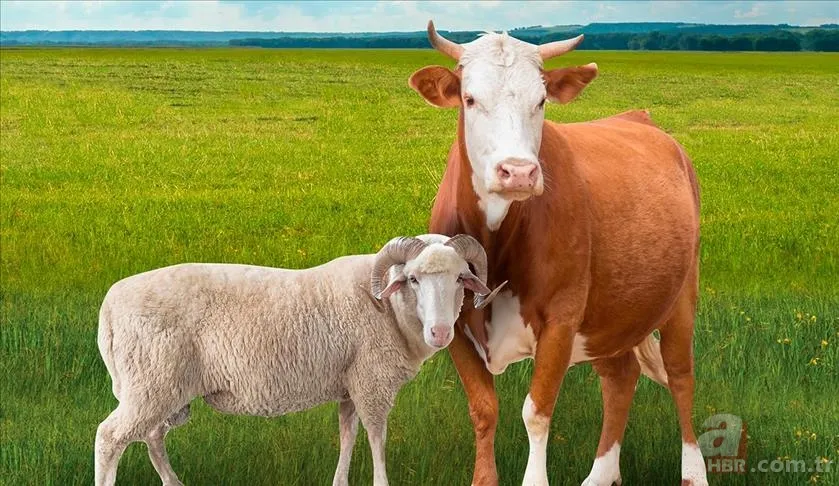 Kurbanlık Fiyatları 2025 | Küçükbaş, büyükbaş hayvan kurbanlık bedeli ne kadar, kaç TL olacak? 4