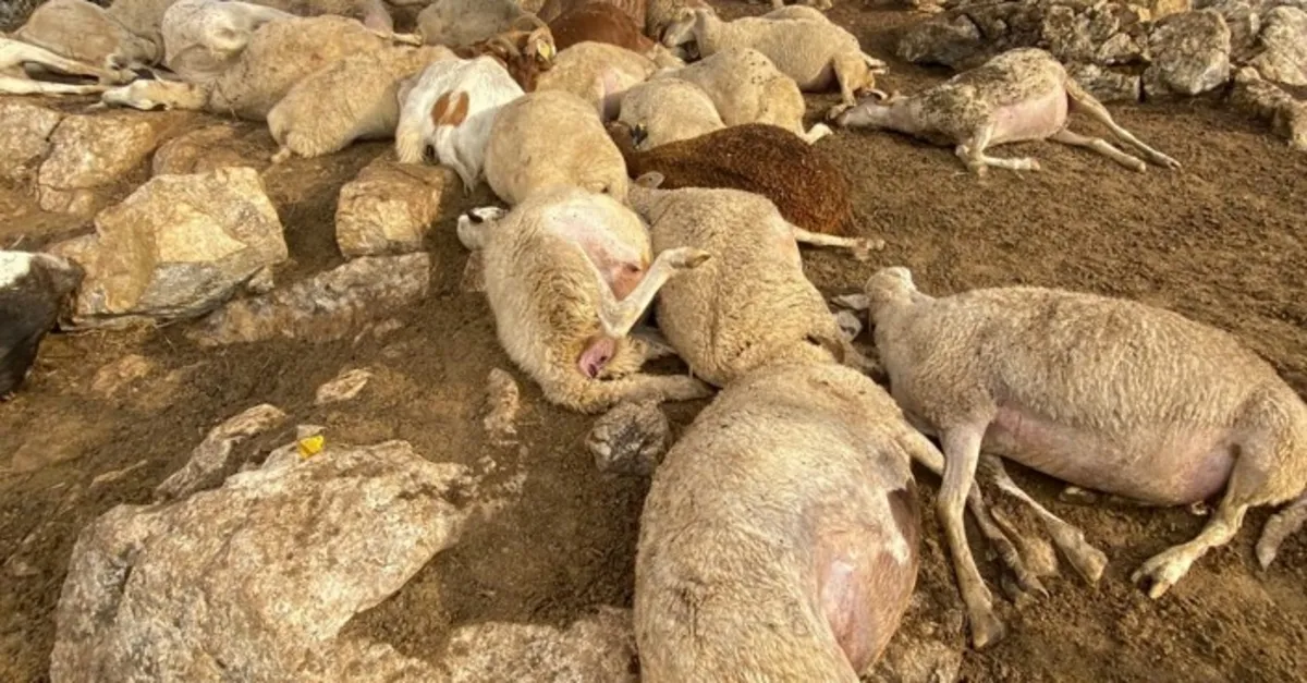 Çınar ağacına yıldırım düştü! Altında bulunan 30 küçükbaş öldü