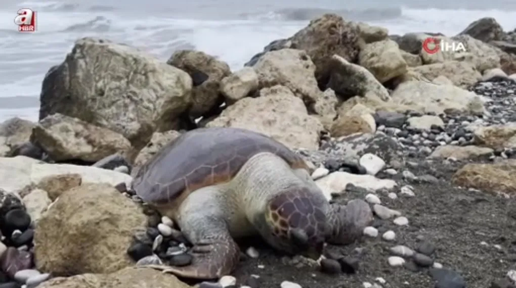 Bir caretta caretta daha ölü bulundu