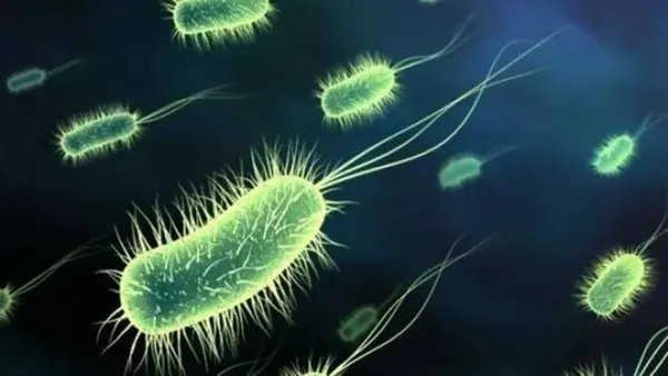 Doğada kendiliğinden yetişiyor! Yüzyıllar önce keşfedildi! Meğer en güçlü mikrop öldürücüymüş...