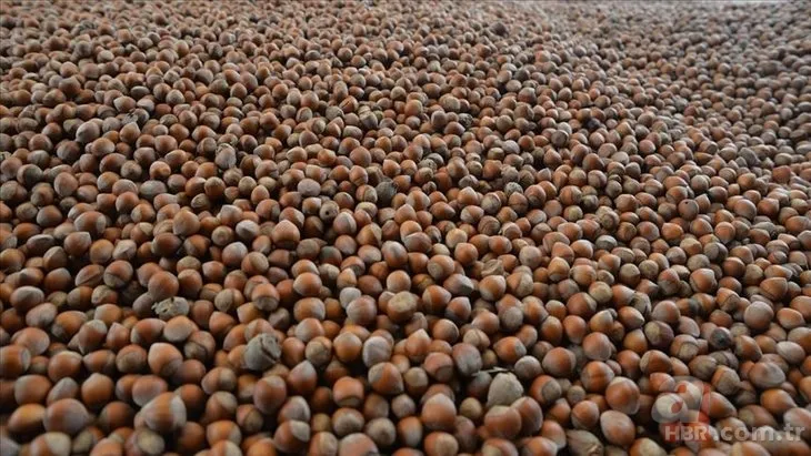 Fındık fiyatları ne kadar, kaç TL oldu? 2022 Ağustos ayı Ordu, Giresun, Samsun, Trabzon fındık fiyatları son durum 4