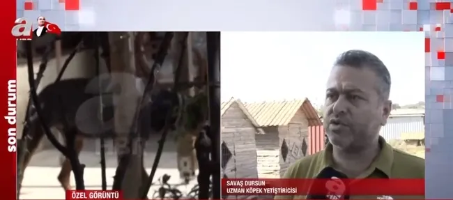 Doberman cinsi eğitimli köpek Tina eve döndü! Kayıp ekonomist Berzeg’in köpeğini A Haber görüntüledi