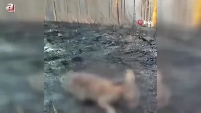 Orman yangınında yürek burkan görüntü