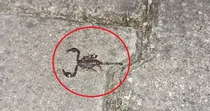 Mahalleyi zehirli akrep korkusu sardı