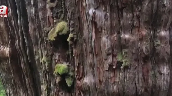 İşte dünyanın en yaşlı ağacı!