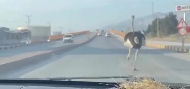 Çiftlikten kaçan deve kuşu trafiği birbirine kattı! Sürücülerin şaşkınlığı kamerada