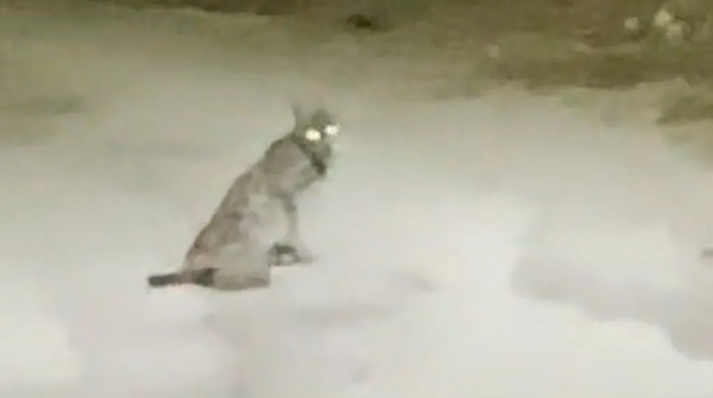 Konya’da vaşak görüntülendi