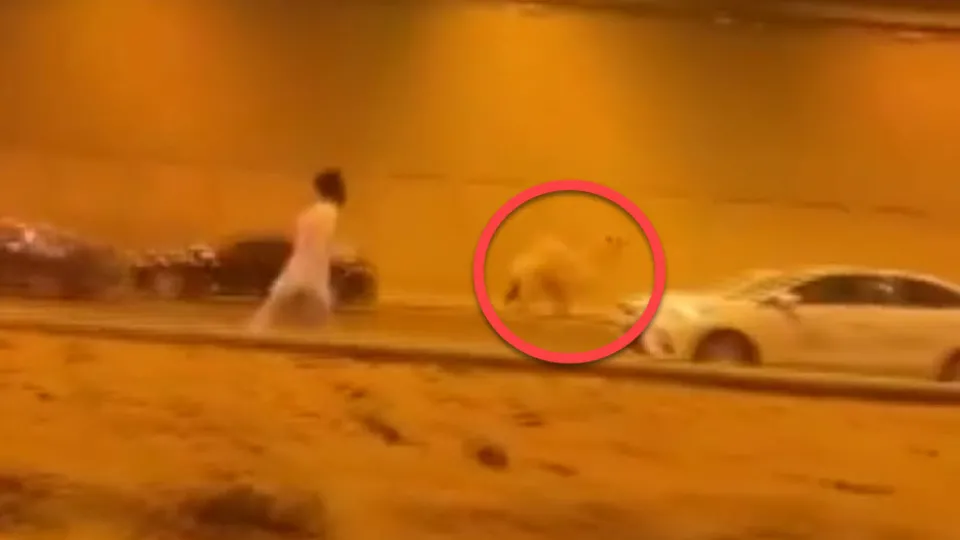 Otoyola girip trafiği birbirine kattı! Metrelerce kovaladılar... Aracın çarpmasına rağmen devam etti