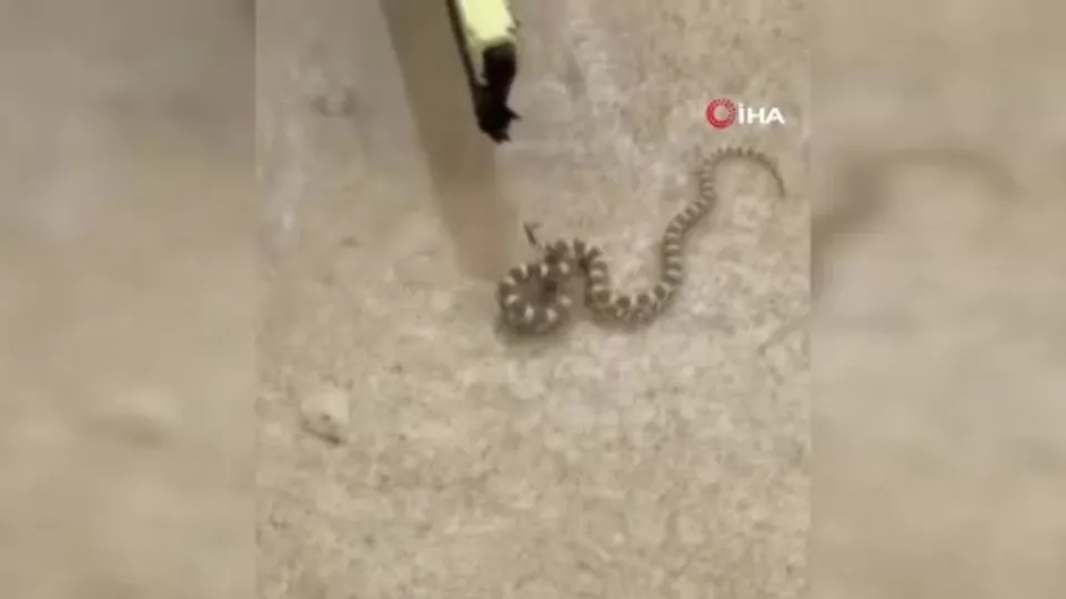 Mardin’de şeritli engerek yılanı görüldü