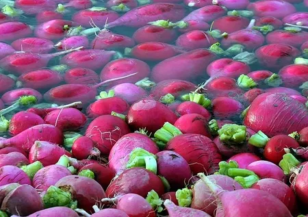 Kış aylarının kurtarıcısı: Tüketen hastalık nedir bilmiyor...