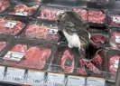 Kedi market reyonundaki etleri tek tek yedi!