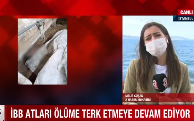 İBB atları ölüme terk etmeye devam ediyor