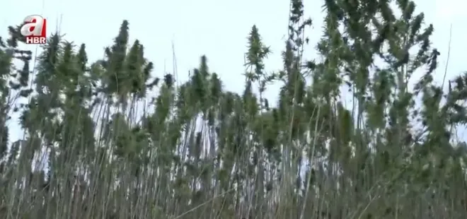 Türkiye’nin ilk tescilli kenevirinde hasat!