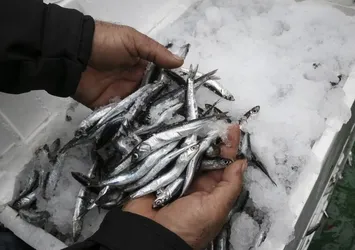 Karadeniz'de hamsi bereketi
