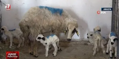 Görüntüler Türkiye’den... İki farklı ilde ilginç şoke eden doğumlar! Görenler gözlerine inanamadı