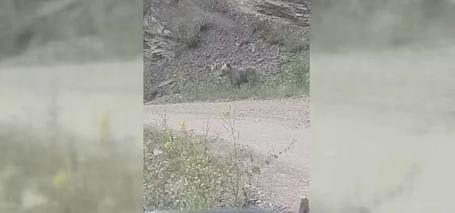 Sinop Ayancık'ta ayı görüntülendi