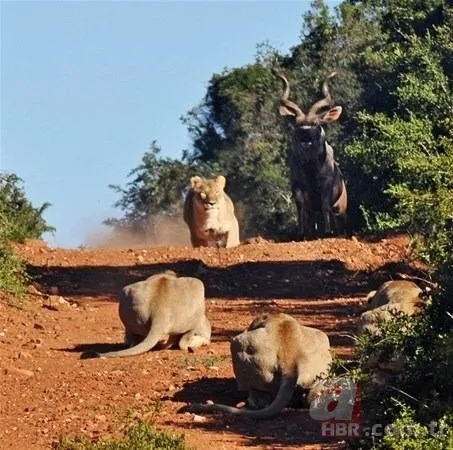 Hayvanlar dünyasından inanılmaz anlar 19