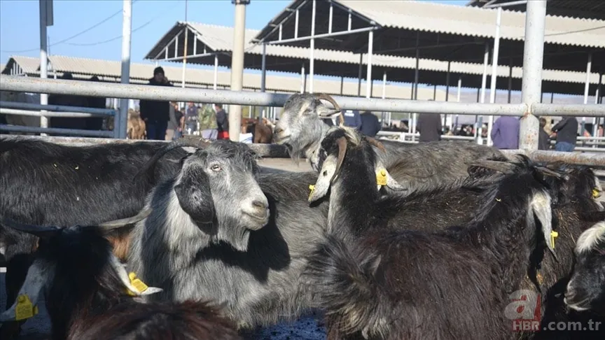 Hayvan pazarları neden kapatılıyor? Şap hastalığı nedir, tehlikeli mi? İnsana bulaşır mı, belirtileri neler? 2