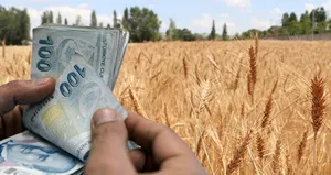 TMO çeltik alım fiyatlarını açıkladı