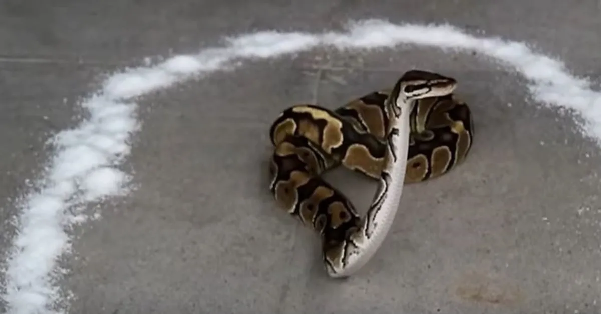 yilanin etrafina tuz doktu verdigi