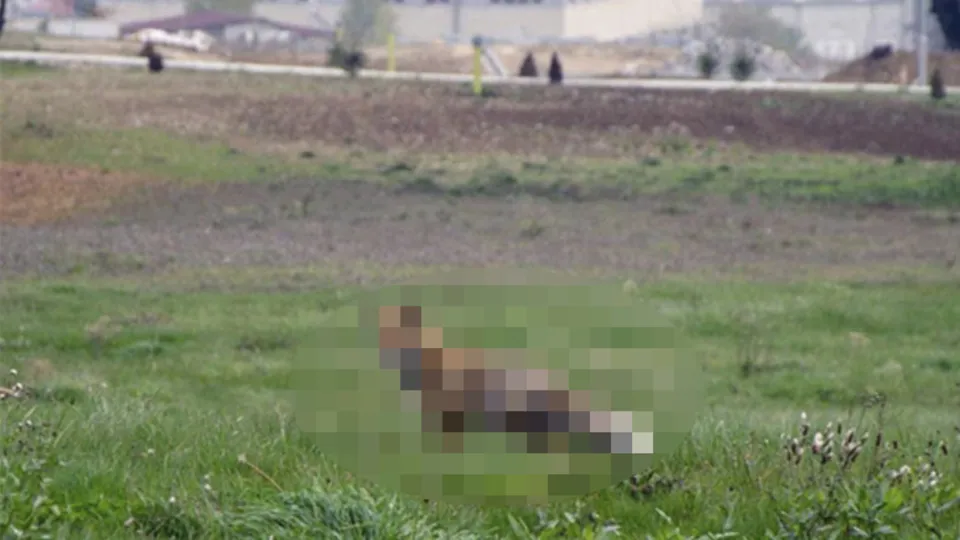 Koronavirüs nedeniyle boş kalmıştı! Üniversite kampüsünde o hayvan görüntülendi