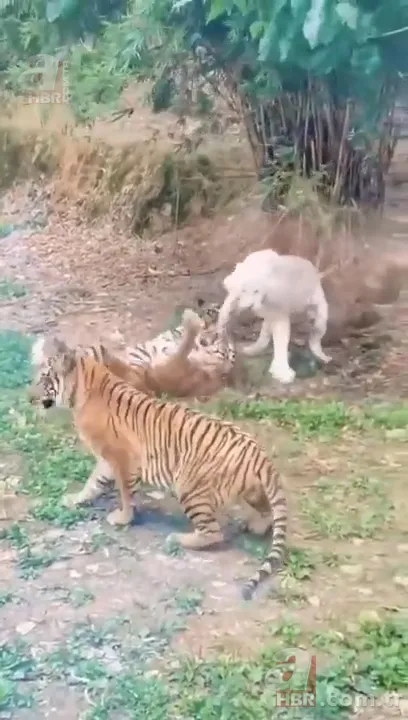 Beyaz aslan ve kaplanın karşılaşması nefesleri kesti! (Aslan Kaplan kavgası) 18