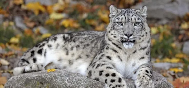 Üç kar leoparı koronavirüsten öldü! Hayvanlardan koronavirüs geçer mi? ABD’deki hayvanat bahçesinden resmi açıklama