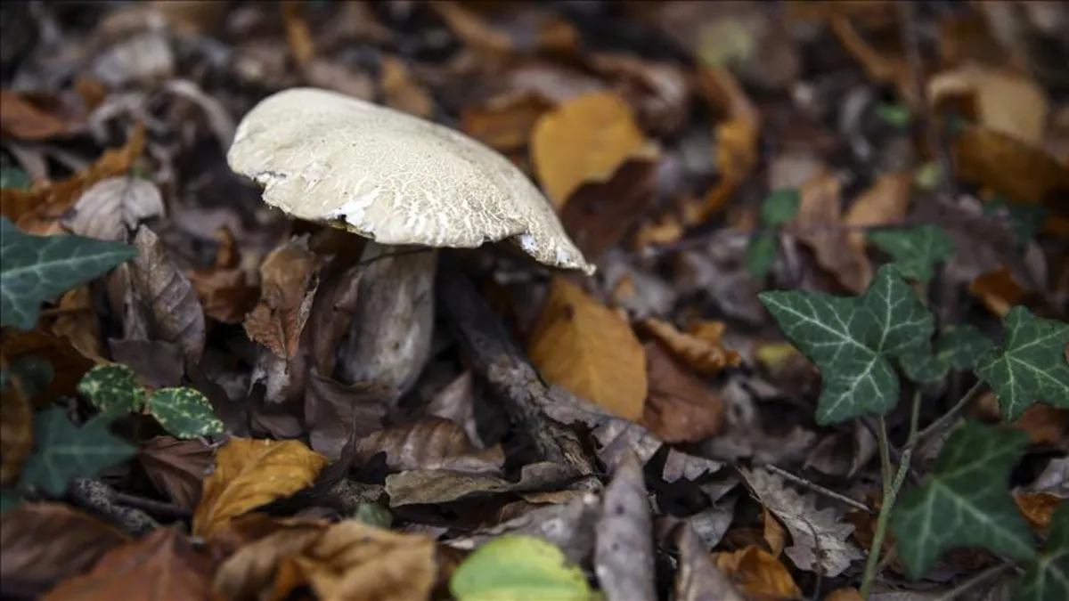 Aynı aileden 6 kişi mantardan zehirlendi