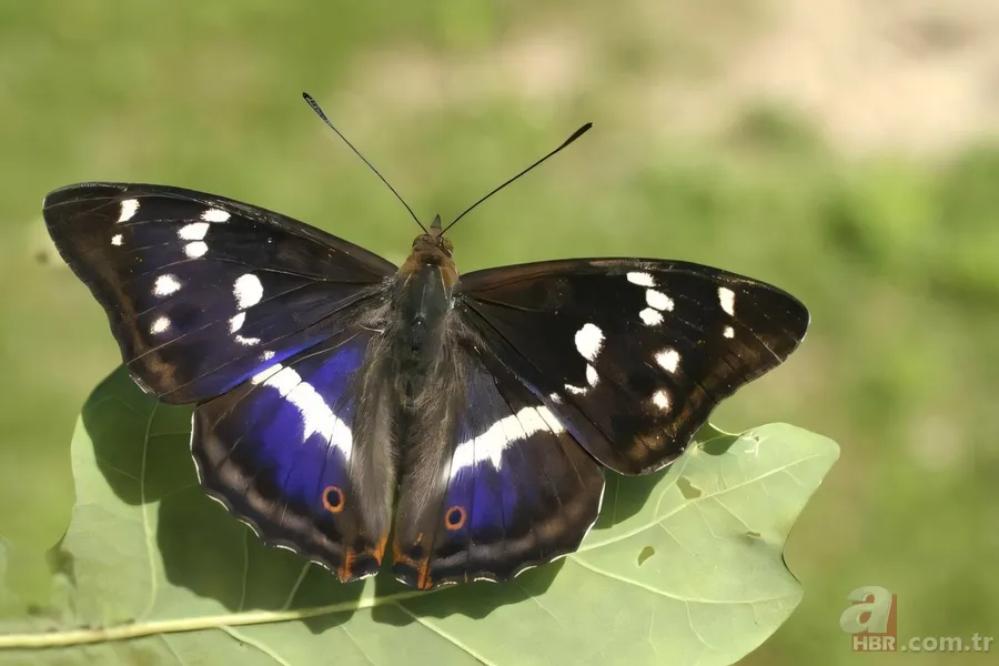 34 milyon yıl boyunca hiç bozulmadı: İşte dünyanın en eski kelebeği 1
