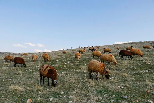 Mardin’de son 20 yılın en kurak dönemi! Hayvanların sütü azaldı ve ot bile bulunmuyor - 6