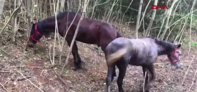 Karantina uygulanan Büyükada’da ormanlık alanda bekleyen atlar görüntülendi