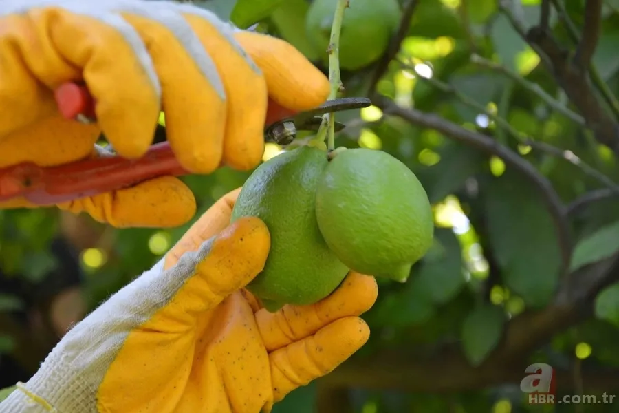 Her sabah aç karnına bu karışımı içerseniz... 11