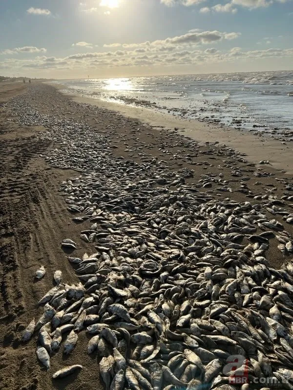 Binlerce ölü balık kıyıya vurdu! Halka uyarı yapıldı: Plajlara gitmeyin