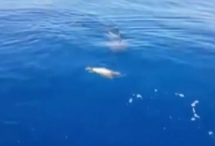 Son dakika: Güney Kıbrıs kıyısında görüldü! Denizde tehlikeli karşılaşma