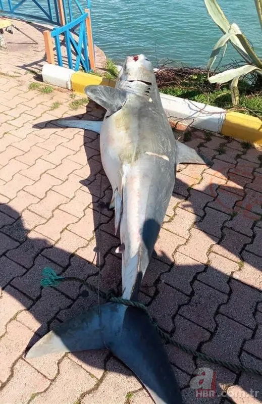Görüntüler Türkiye’den! 1,5 metrelik dev köpek balığı karaya vurdu