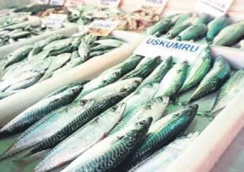 Uskumru, 40 yıl sonra Marmara’ya geri döndü