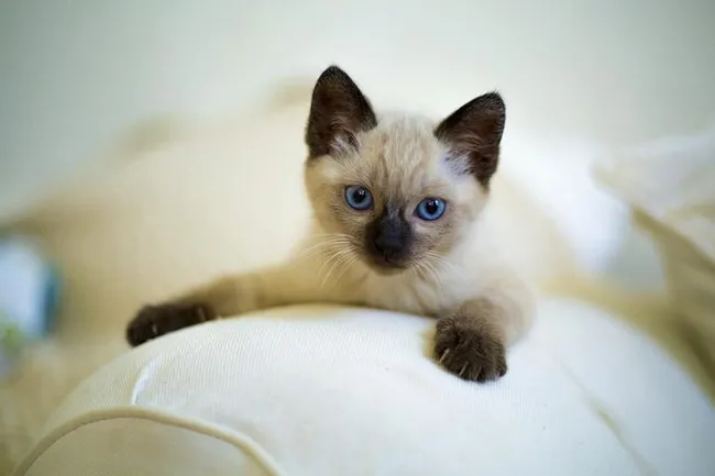 İngiltere’de koronavirüs nedeniyle bir kedi öldü! İlk kez kayda geçen vaka için uzmanlar uyardı - 3