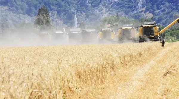 Yerli tohumluk buğdayın hasadı başladı