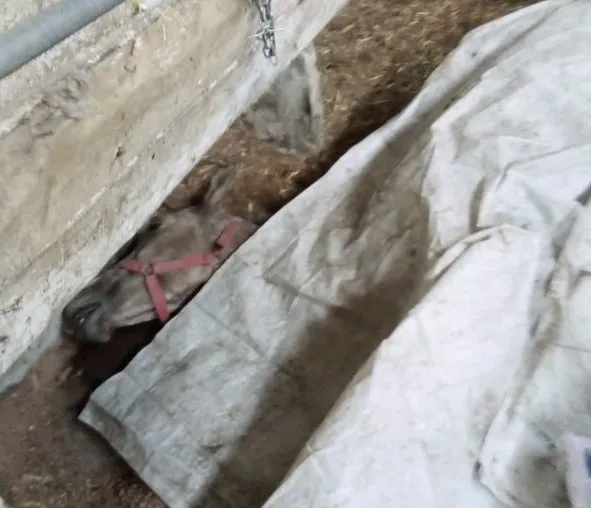 CHP’de skandallar bitmiyor! Adalar Belediyesi’nde zabıta rezaleti