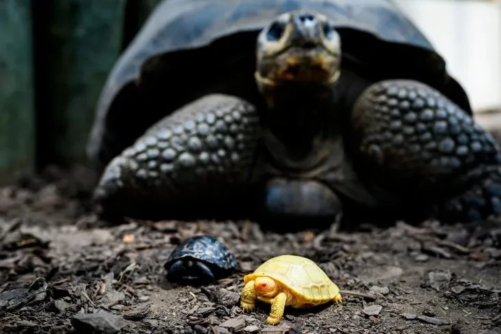 Kaplumbağa yumurtasından çıkanlar hayrete düşürdü! Daha önce hiç görülmemiş olay 🐢