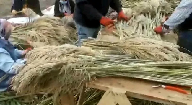 Manisa’da köylülerin topladığı ürünler 4 ülkeye peyzaj ürünü olarak ihraç ediliyor - 5